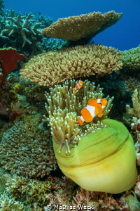 Philippines - Cebu - Moalboal - Coral Reef by Mathias Weck 